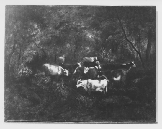 Painting titled Cows in a Forest, oil on panel, accession number 1973.21.