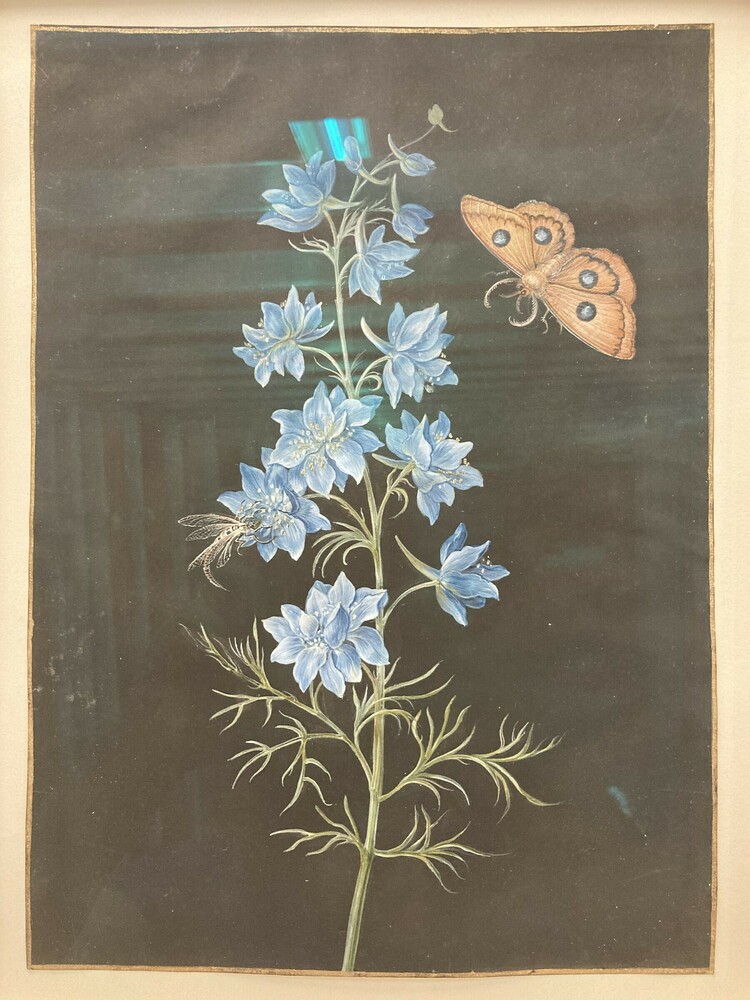 Painting titled Pied d' Alouette (Larkspur), Gouache, watercolor, and gold border on vellum, accession number 2020.5.1.