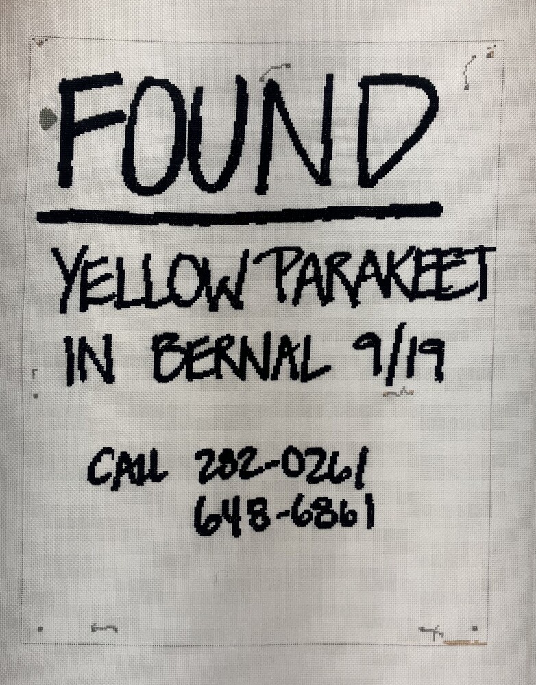 Found Yellow Parakeet, Bernal