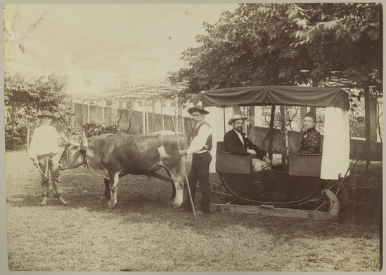 Photograph titled Untitled (Couple riding in ox drawn wicker sledge with drivers), albumen, accession number 2005.3.33.43.a.