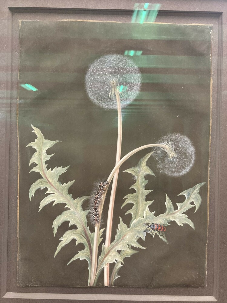 Painting 2 of 2 titled Dandelion and Caterpillar, Gouache, watercolor, and gold border on vellum, accession number 2020.5.2.