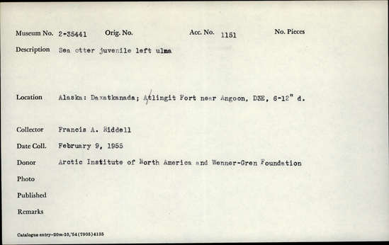 Documentation associated with Hearst Museum object titled Mammal bone, accession number 2-35441, described as Sea otter juvenile left ulna