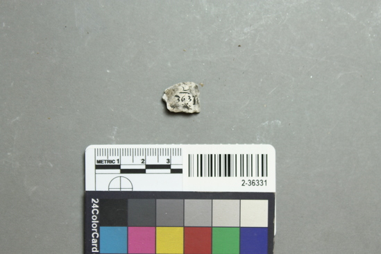 Hearst Museum object titled Shell, accession number 2-36331, described as Bivalve shell