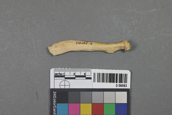 Hearst Museum object titled Mammal bone, accession number 2-36083, described as Sea otter left radius.