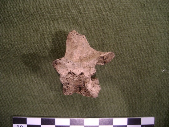 Hearst Museum object 3 of 3 titled Mammal bone, accession number 2-35520, described as Sea otter, lumbar vertebra. Chewed.