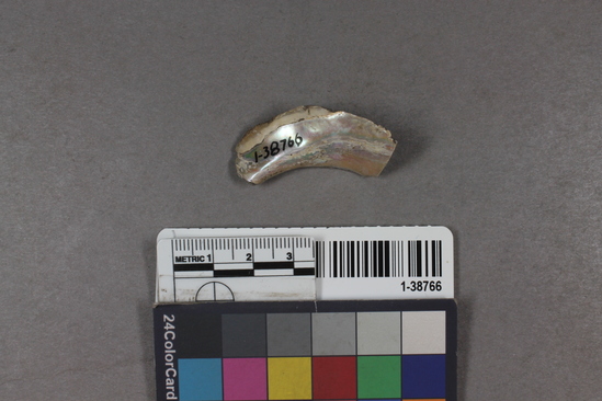 Hearst Museum object titled Shell fragment, accession number 1-38766, described as Partly smoothed, abalone.