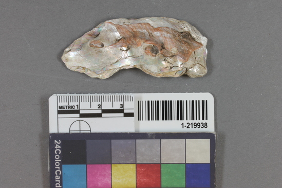 Hearst Museum object titled Shell fragment, accession number 1-219938, described as Worked.  Haliotis rufescens.