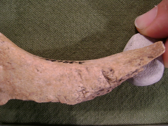 Hearst Museum object 7 of 16 titled Mammal bone, accession number 2-35642, described as Sea otter, juvenile left femur