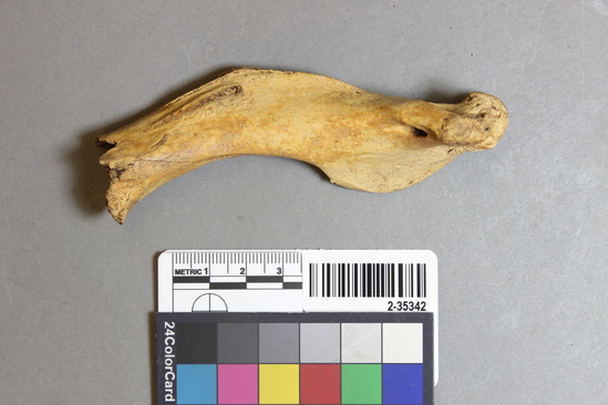 Hearst Museum object 2 of 2 titled Mammal bone, accession number 2-35342, described as Sea otter left humerus; fragment