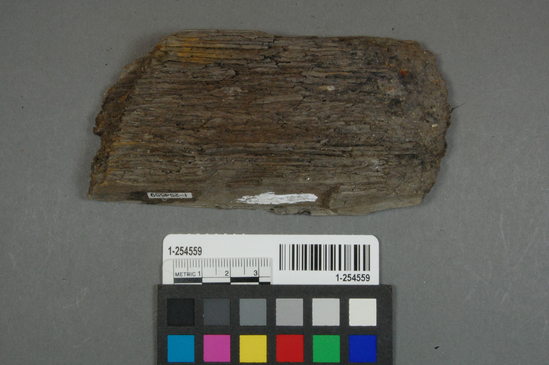 Hearst Museum object titled Wood fragment, accession number 1-254559, no description available.