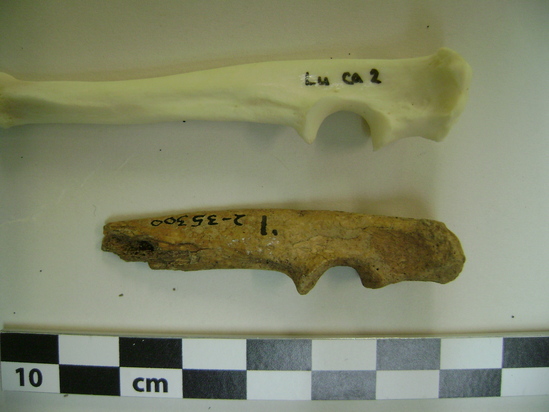 Hearst Museum object 1 of 5 titled Mammal bone, accession number 2-35300, described as Marmot ulna