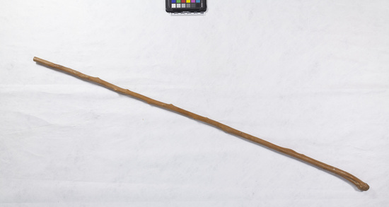 Hearst Museum object titled Walking stick, accession number 5-15440, described as Walking stick: wood; tree branch with bark stripped off; well patinated; knobby end. Length 109.3 cm. Diameter (at midpoint) 1.7 cm.