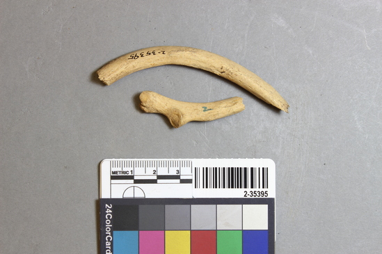 Hearst Museum object titled Mammal bone, accession number 2-35395, described as Sea otter rib fragments