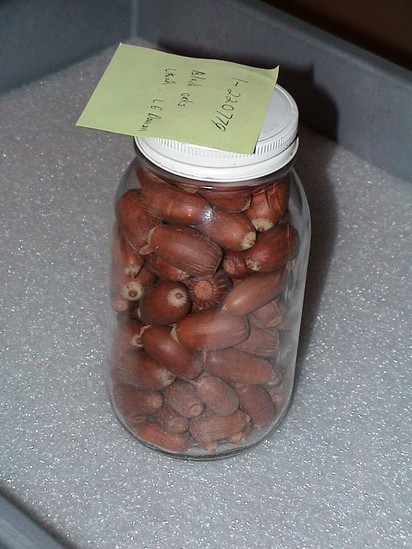 Hearst Museum object titled Acorns, accession number 1-220779, described as Black oak.