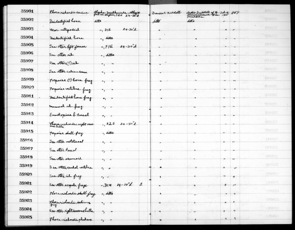 Documentation associated with Hearst Museum object titled Mammal bone, accession number 2-35916, described as Sea otter, metatarsal.