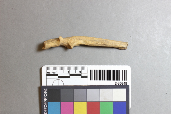 Hearst Museum object titled Mammal bone, accession number 2-35648, described as Land otter ? ulna