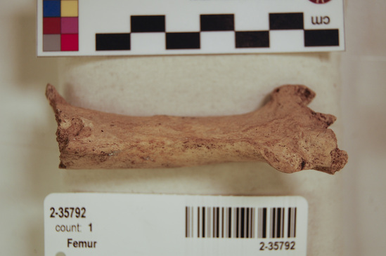 Hearst Museum object 16 of 16 titled Mammal bone, accession number 2-35792, described as Sea otter, left femur.