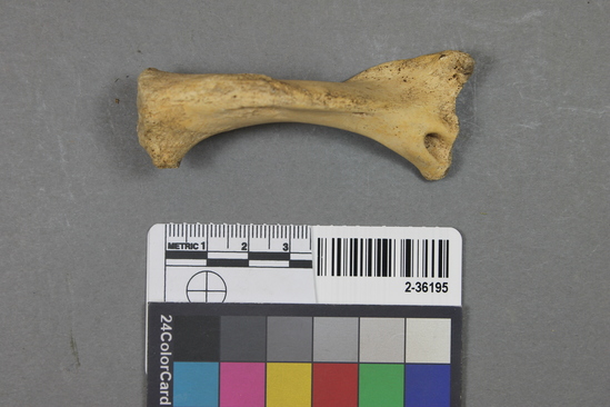 Hearst Museum object 4 of 4 titled Mammal bone, accession number 2-36195, described as Sea otter, juvenile, left humerus.