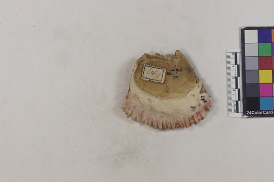 Hearst Museum object titled Shell fragment, accession number 4-967, described as Large unworked or little worked fragment of Spondylus pictorum.