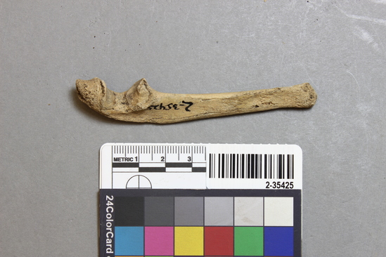 Hearst Museum object titled Mammal bone, accession number 2-35425, described as Sea otter right ulna