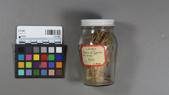 Hearst Museum object titled Corms, accession number 1-211561, described as Sample of sedge corms, Cyperus sp.