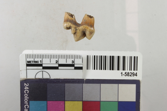 Hearst Museum object 2 of 2 titled Tooth, accession number 1-58294, described as Coyote or wolf