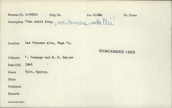 Documentation associated with Hearst Museum object titled Shell fragment, accession number 1-68516, described as Clam. "Saxidomus nutalli" added in pen.
