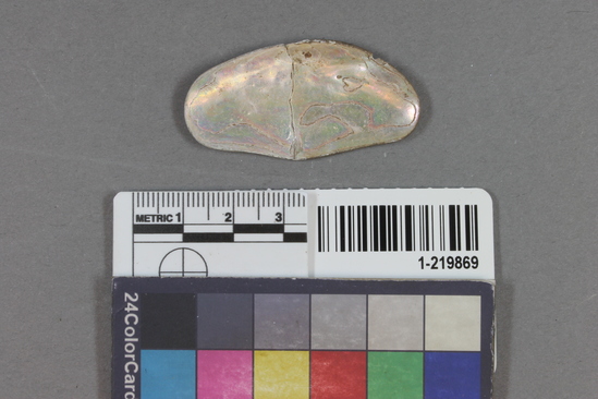 Hearst Museum object titled Shell fragment, accession number 1-219869, described as Worked.  Glued to 1-219870.