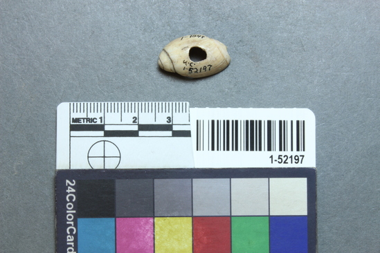 Hearst Museum object titled Bead, accession number 1-52197, described as Olivella, half.