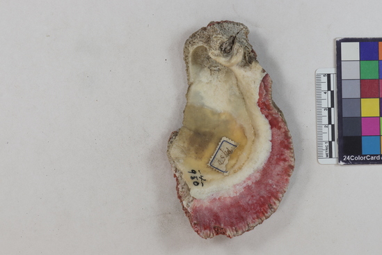 Hearst Museum object titled Shell fragment, accession number 4-950, described as Large fragment of Spondylus pictorum.