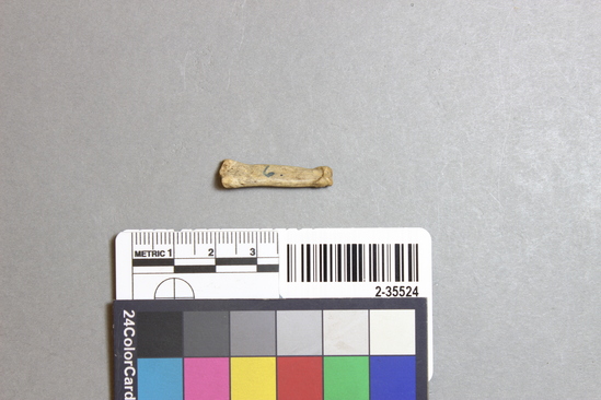 Hearst Museum object titled Mammal bone, accession number 2-35524, described as Sea otter phalanx