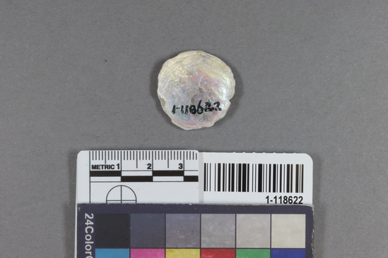 Hearst Museum object 1 of 2 titled Abalone disk, accession number 1-118622, described as Abalone disk