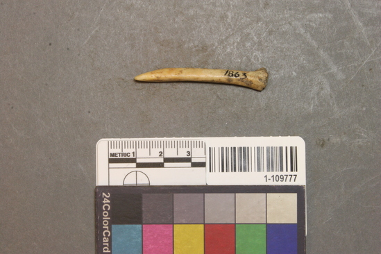 Hearst Museum object titled Worked bone, accession number 1-109777, described as Pointed bird bone.