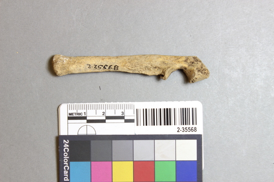 Hearst Museum object titled Mammal bone, accession number 2-35568, described as Sea Otter; juvenile left ulna.