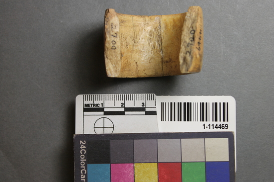 Hearst Museum object titled Bone tube fragments, accession number 1-114469, described as Mammal bone.