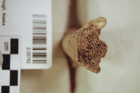 Hearst Museum object 14 of 16 titled Mammal bone, accession number 2-35792, described as Sea otter, left femur.