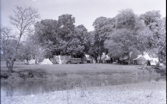 Hearst Museum object titled Black-and-white negative, accession number 15-30481, described as 8 x 10"   Black and white negative of mango trees in the Tiger Camp at Sultanpur.  Hoefler's original description: "Bhopal State, Central India. The tiger Camp at Sultanpur. Beneath these wonderful trees, some of them mango trees, His Highness the Nawab of Bhopal, built a camp, which was, in reality, a small city under canvas. The huge tents were of the ventilated type, divided into rooms and each containing a bath. There was a large dining tent, screened from insects, and cooled by a huge punka. Life was ideal at this Camp and from it many of the most interesting tiger hunts started.