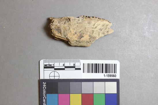 Hearst Museum object titled Worked bone, accession number 1-159560, described as Worked; possible wedge: see next entry