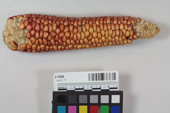 Hearst Museum object titled Corn cob, accession number 2-17639, described as Ear of pink corn, 12 rows, shallow grain, flour. Very small stem, oval reduced butt.