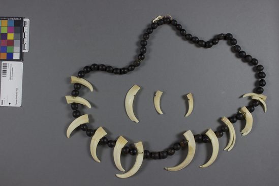 Hearst Museum object titled Necklace, accession number 9-6846, described as Necklace of boar’s teeth and brown seed beads; total length 86 cm. Three boar's teeth no longer strung on necklace.