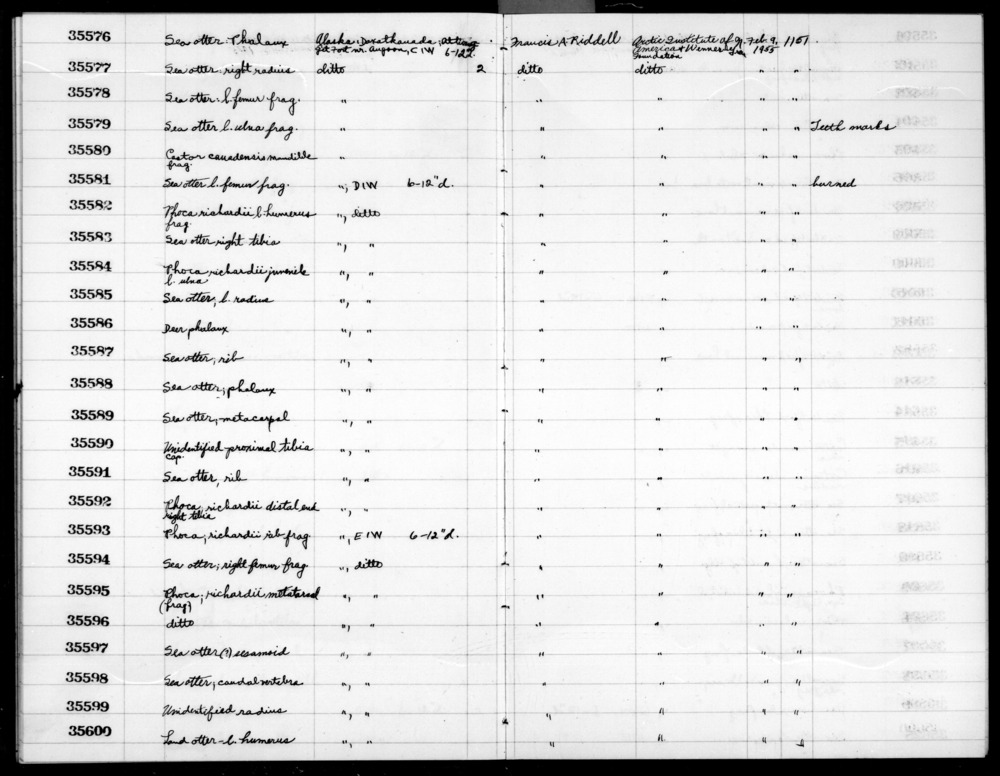 Documentation associated with Hearst Museum object titled Mammal bone, accession number 2-35588, described as Sea otter phalanx.