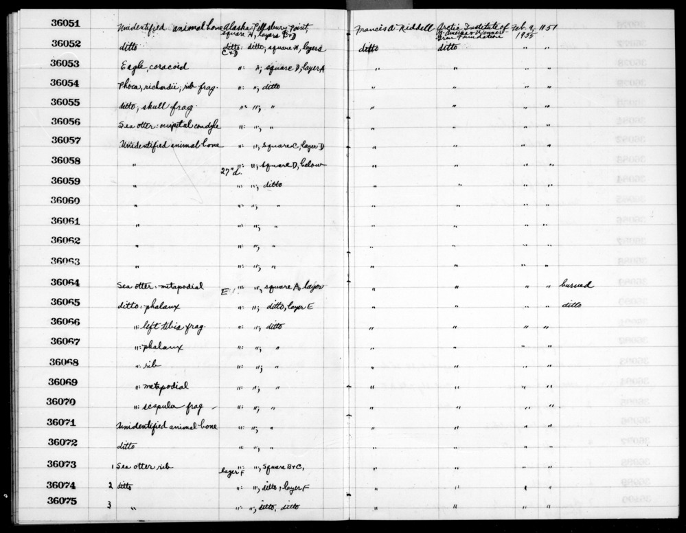 Documentation associated with Hearst Museum object titled Mammal bone, accession number 2-36065, described as Burned sea otter phalanx.