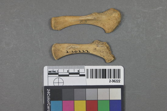 Hearst Museum object 2 of 3 titled Mammal bone, accession number 2-36222, described as Ulna?, juvenile.