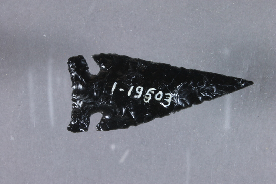 Hearst Museum object 3 of 3 titled Projectile point, accession number 1-19503, described as Obsidian arrow point