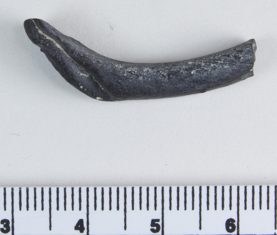 Hearst Museum object titled Bracelet fragment, accession number 9-8046, described as Glass bracelet frag. w/ 1 flattened end; opaque black, twisted curved rod; 31 x 5 mm.