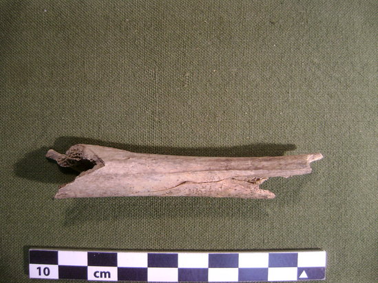 Hearst Museum object 3 of 11 titled Mammal bone, accession number 2-35875, described as Canis lupis ? Femoral diaphysis.