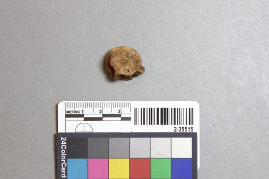 Hearst Museum object titled Mammal bone, accession number 2-35515, described as Deer, juvenile, metapodial distal cap