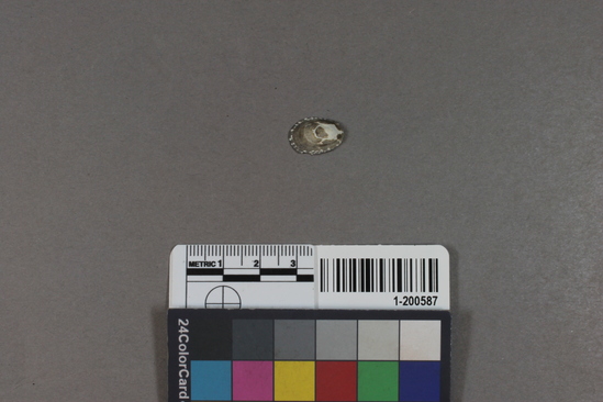 Hearst Museum object titled Shell sample, accession number 1-200587, described as Shell sample