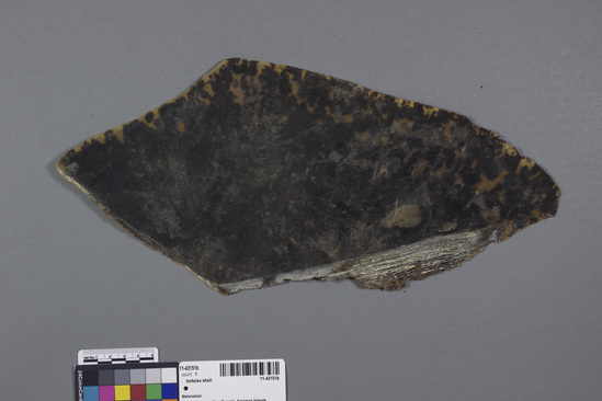 Hearst Museum object titled Tortoise shell, accession number 11-43151b, no description available.