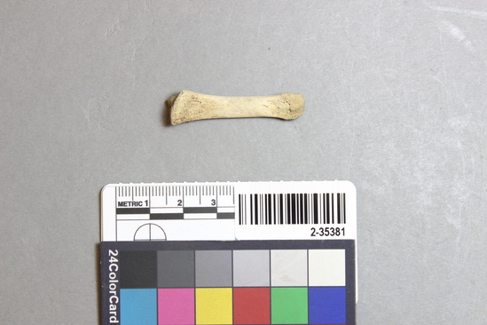 Hearst Museum object titled Mammal bone, accession number 2-35381, described as Sea otter, phalanx